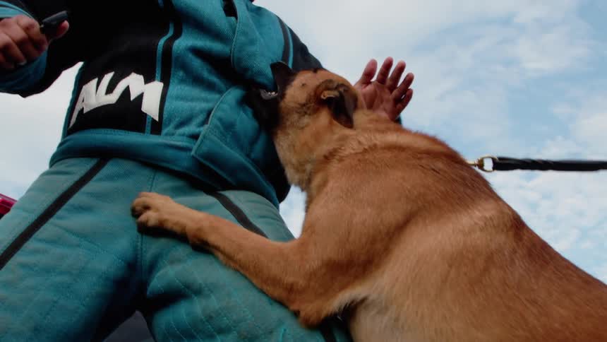 Guard dog attacking a trainer that is wearing padding for protection on a cloudy day