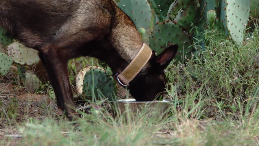 Dog eating from its bowl outdoors
