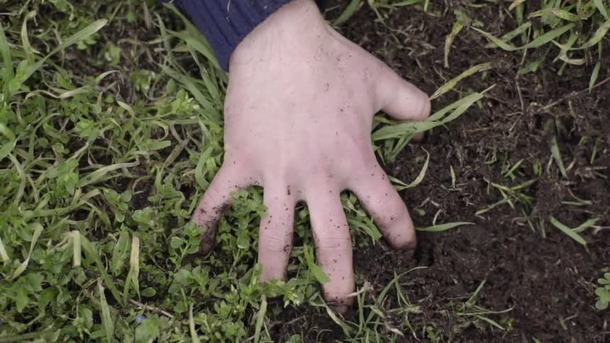 A man's hand is seen grabbing and pulling on a clump of grass