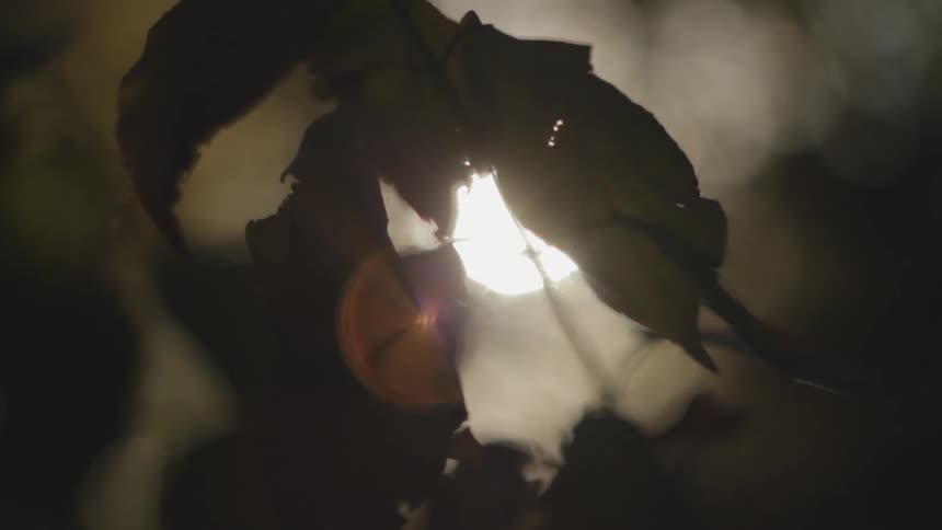 Close up of leaves as the sun shines behind them