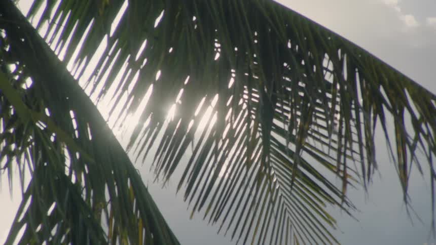 The wind blows the branches of the palm tree