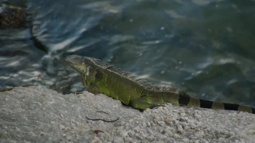 An iguana sits on a rock next to a body of water