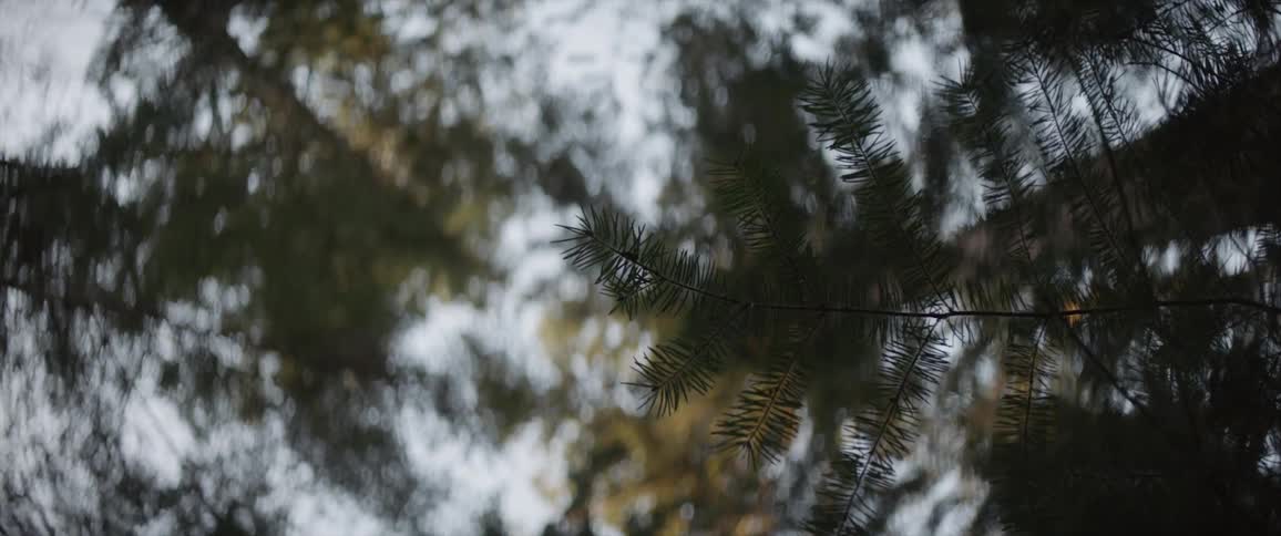 The tall trees cover the sky with branches