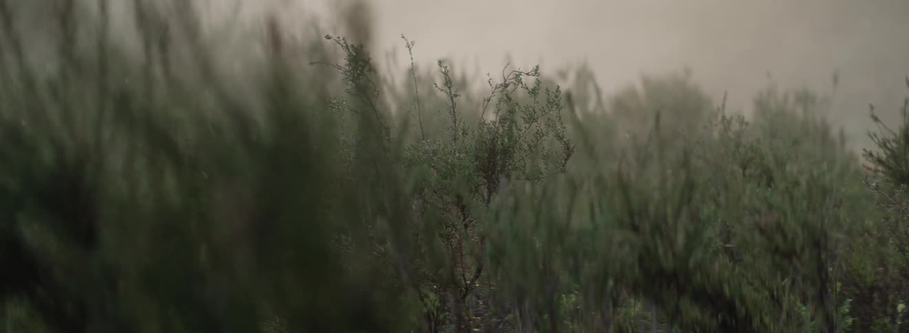 Plants grow in a rural field