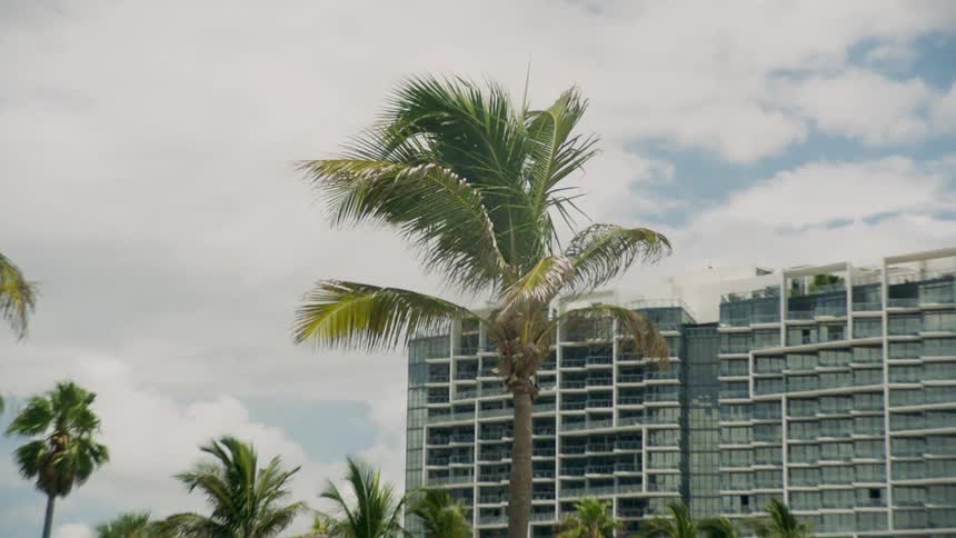 Wind blows through a palm tree