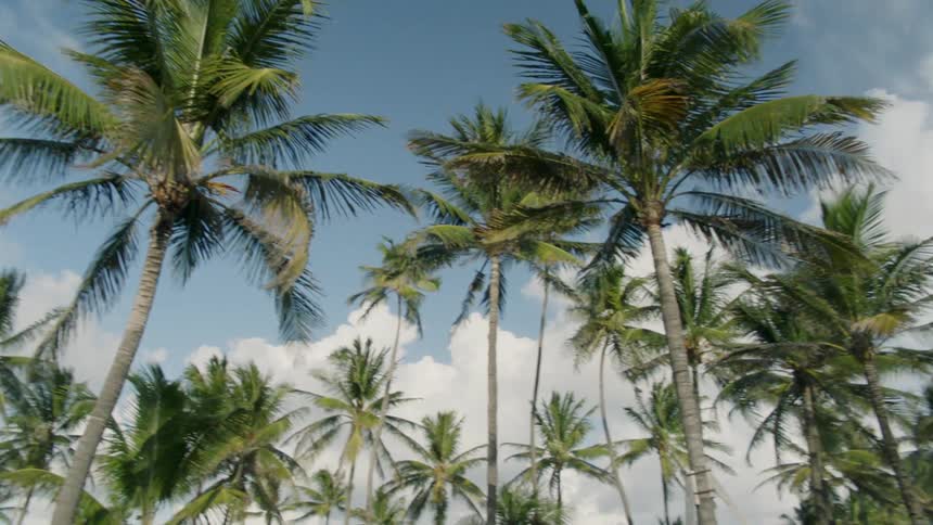 Wind blows through palm trees