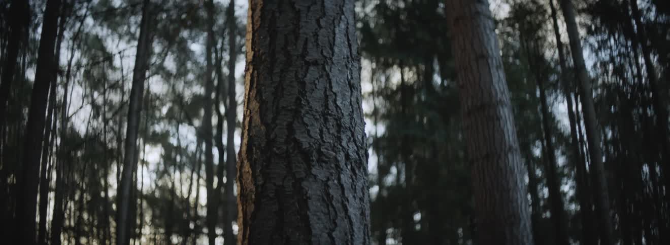 Sun shines through the trees at sunrise