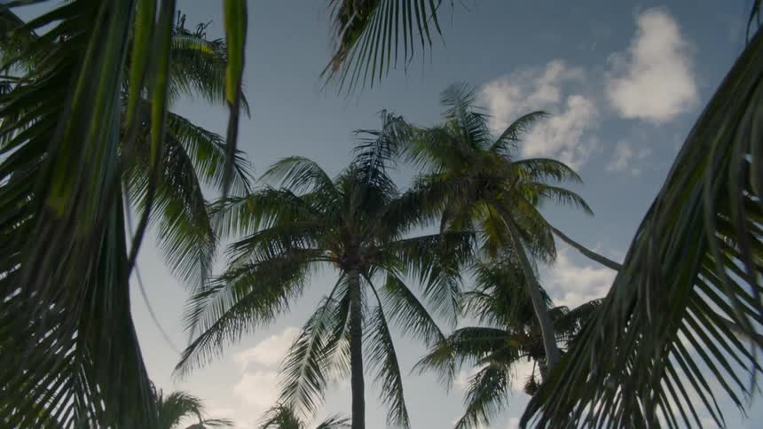 Palm trees sway in the breeze on a sunny day