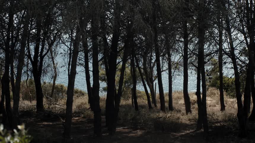 Person with a backpack walks through a forest