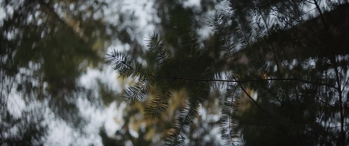 Trees stand in a forest