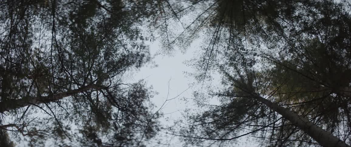 Treetops in a forest are stretching up into the sky in daylight