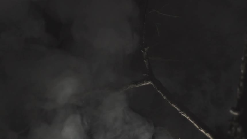 Fog is rolling into the woods