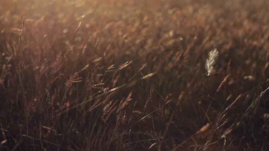 Grasslands blowing in the wind