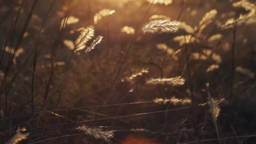 Grasslands blowing in the wind