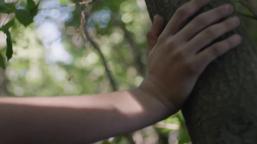 A hand touches a tree trunk