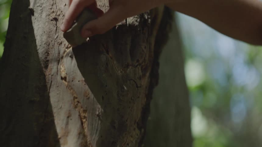 A person carves a heart into a tree with a rock