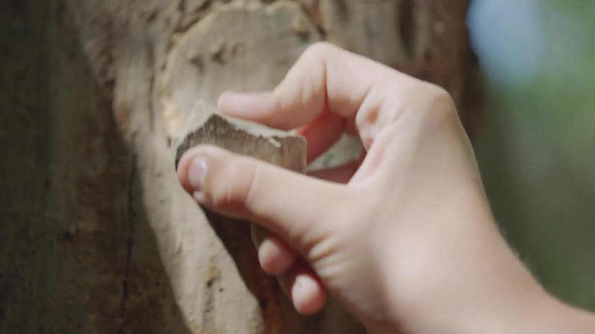 A person is carving into a tree