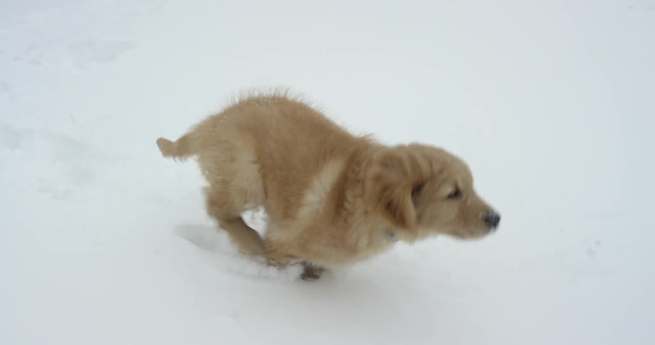 A small puppy chases after someone in the snow
