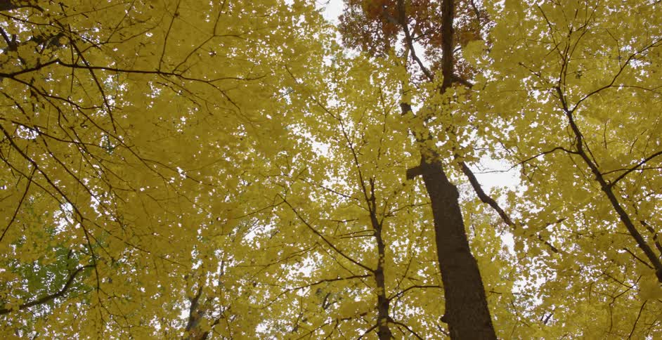 The tall trees are full of yellow leaves