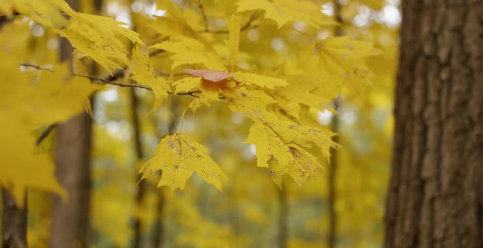 Yellow leaves blow gently in the breeze