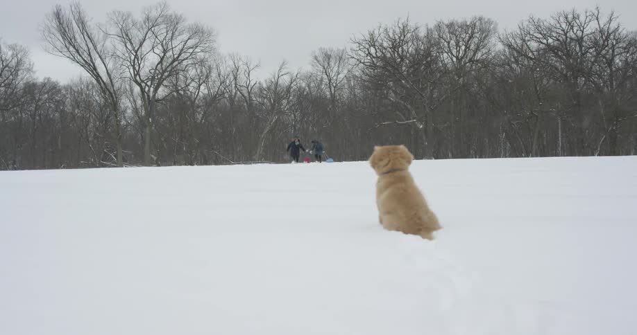 Two people walk across a large snowy field and a puppy sits waiting for them