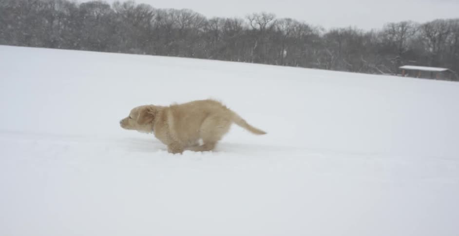 A dog runs across a snowy field