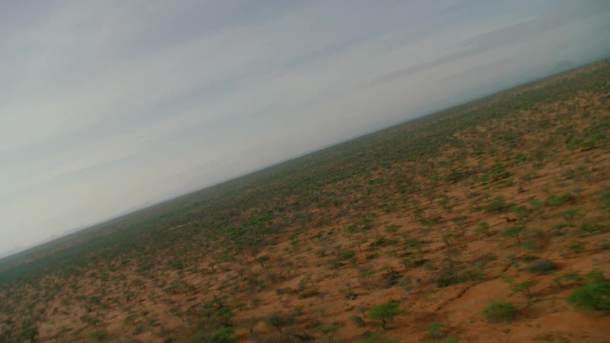 Green trees and bushes on the sandy land