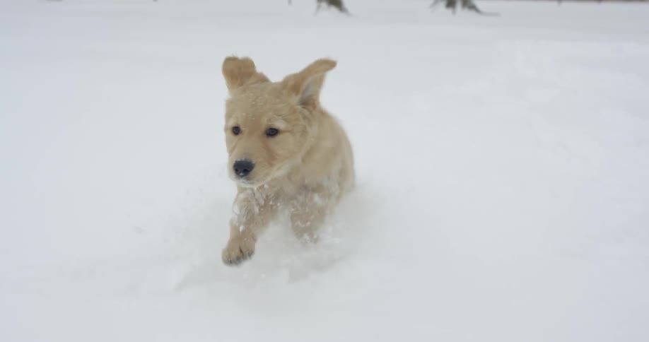 A puppy is bounding through the snow in daylight