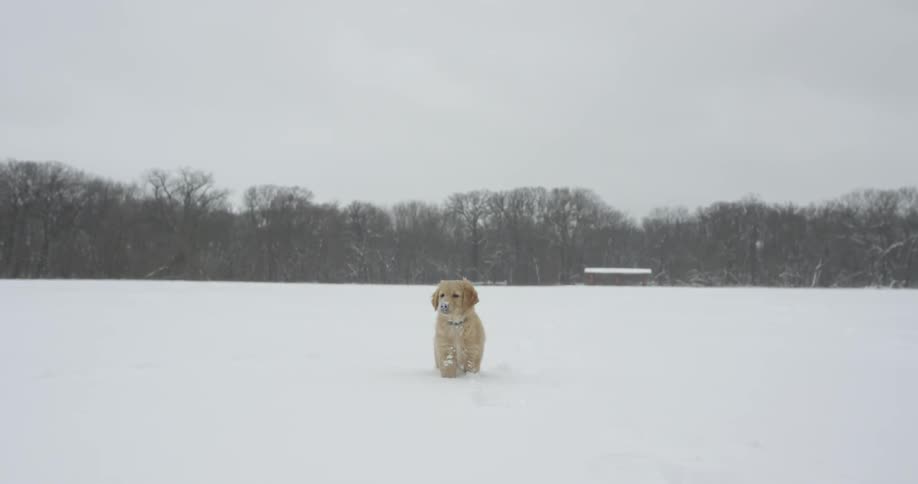 A dog is standing in the middle of a snow covered field