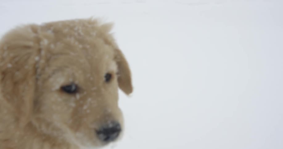 A puppy is turning its head as it sits in snow outside during the day