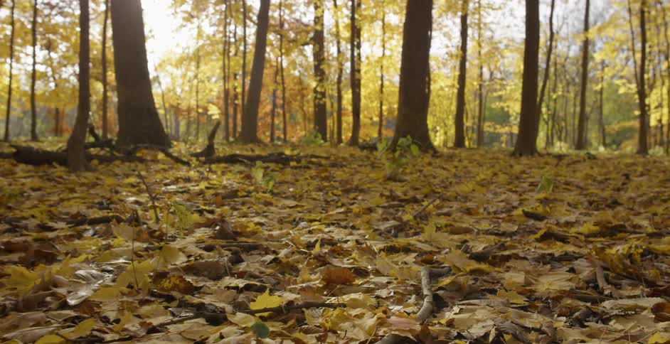 The forest ground is covered with yellow leaves