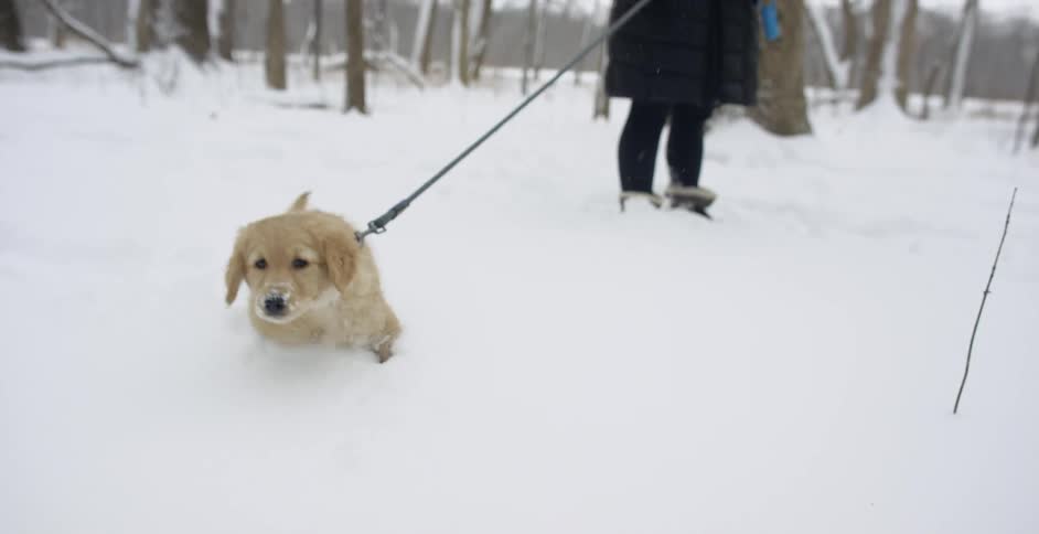 A dog pulls on a leash in the snow