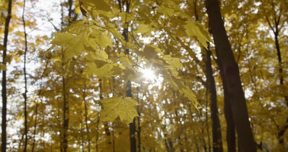 The sun shines through tree branches in the woods