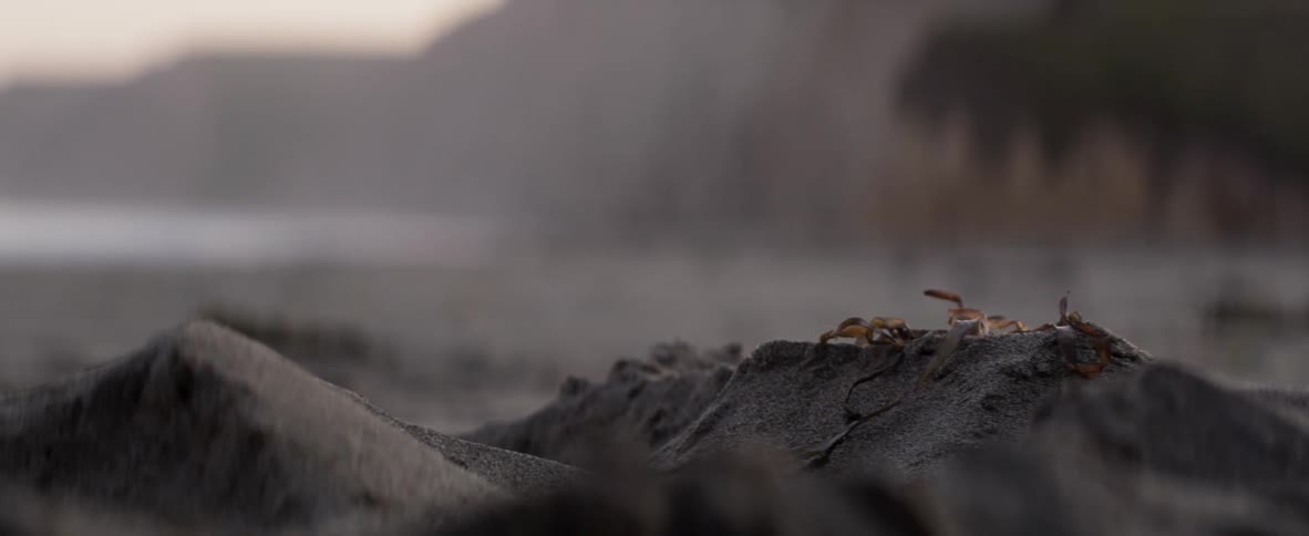 Seaweed on a beach blows in the wind