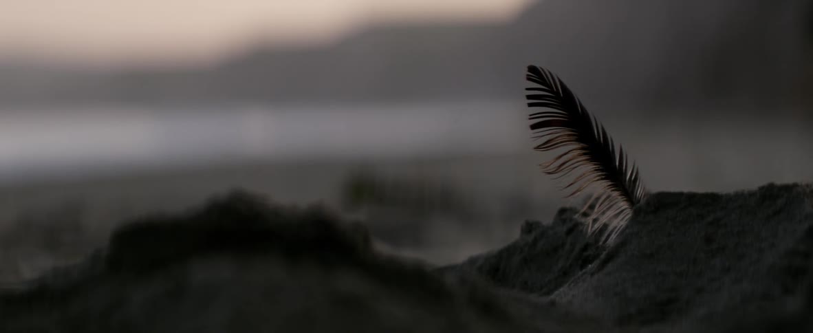 The wind blows a single feather sticking out of the sand