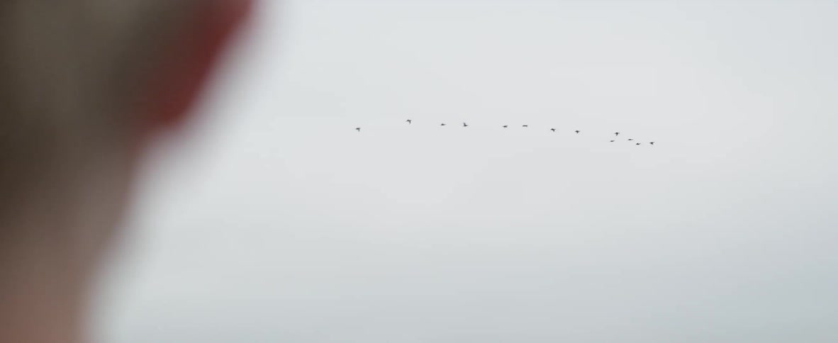Flock of birds fly under the white clouds
