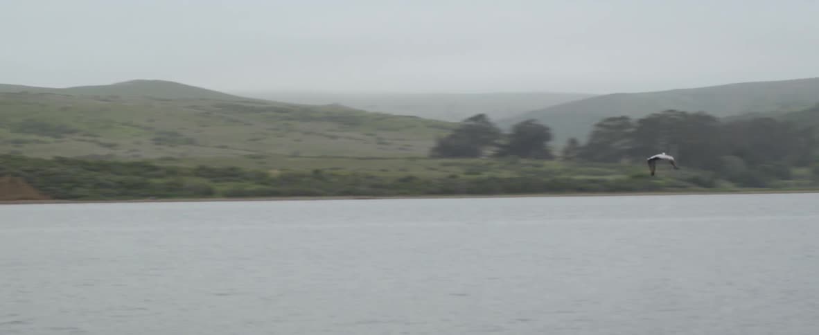 Bird hunting over a lake and diving for food on a cloudy day