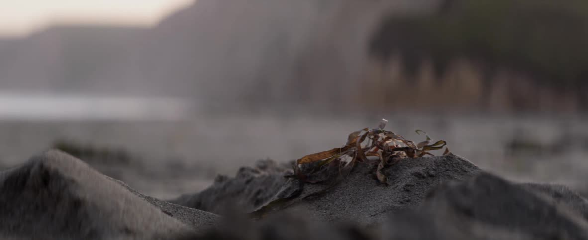 Seaweed sits atop a sand mound on the beach
