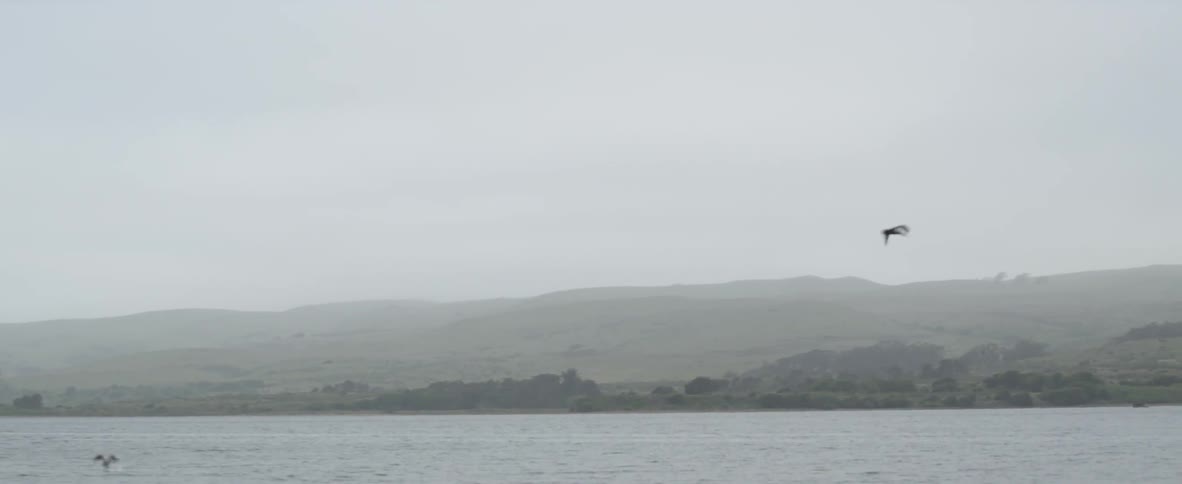 A bird flies just above the water