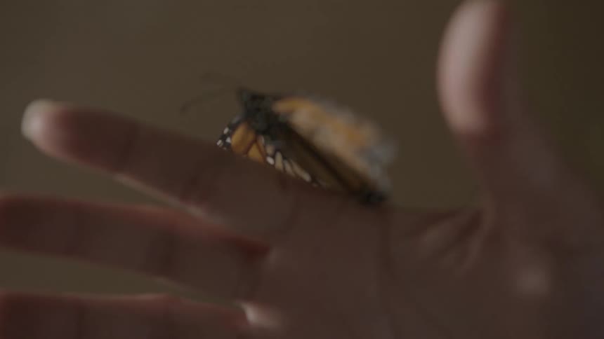Butterfly crawling all over someone's hand