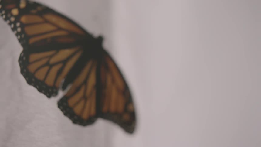 A butterfly opening and closing its wings