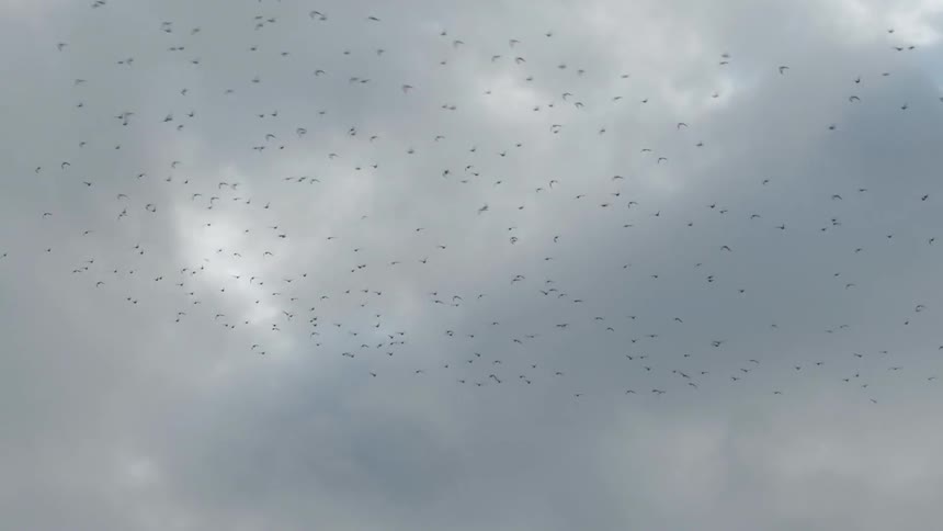 Flock of birds flying in the sky on cloudy day