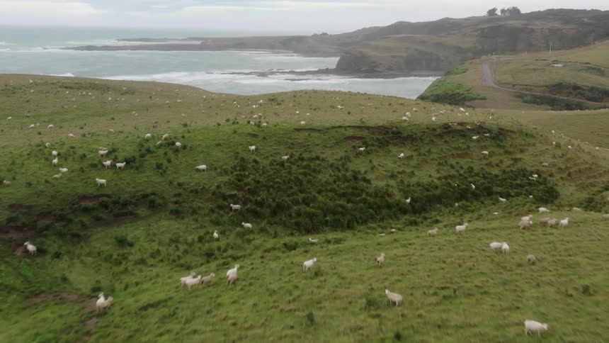 Sheep roaming the hillsides next to the sea on a cloudy day