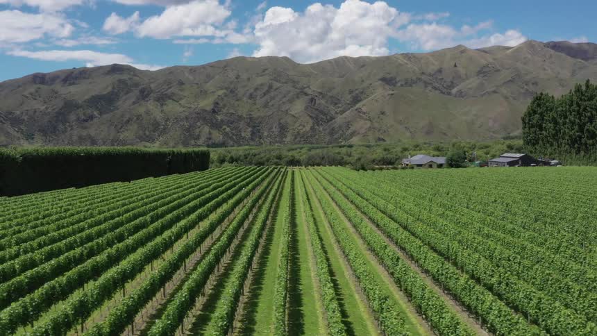 Crops are planted in neat lines on a farm