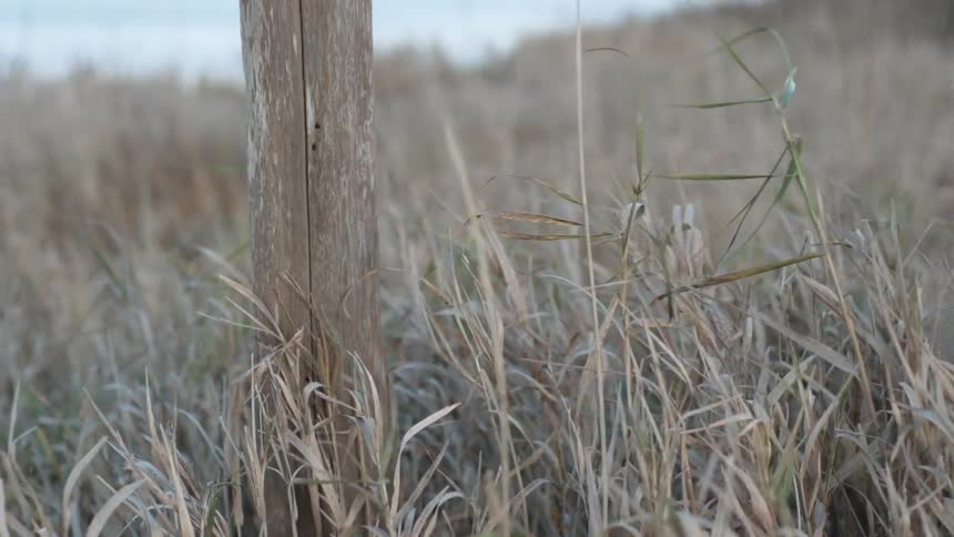 A wooden post is sticking out of the tall brown grass