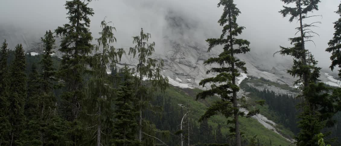 Tall tree covered rocky mountains