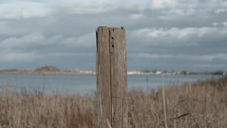 A fence post surrounded by tall grasses by a lake of water