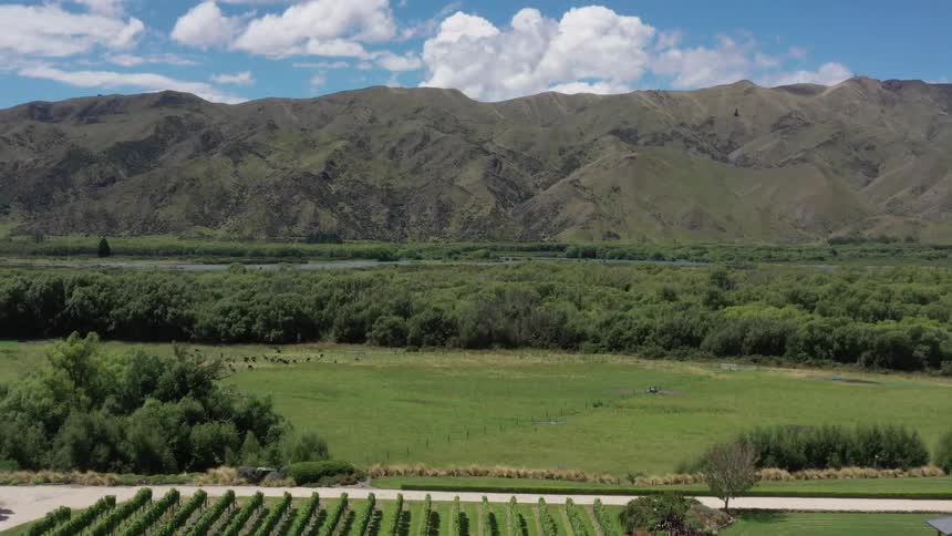 Rows of green crops sit next to a green field under a blue sky