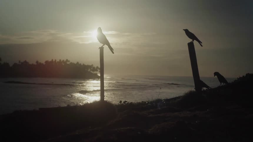 Birds sit perched on posts by the water