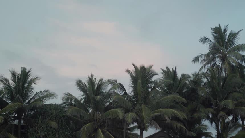 Palm trees are swaying in the breeze at dawn